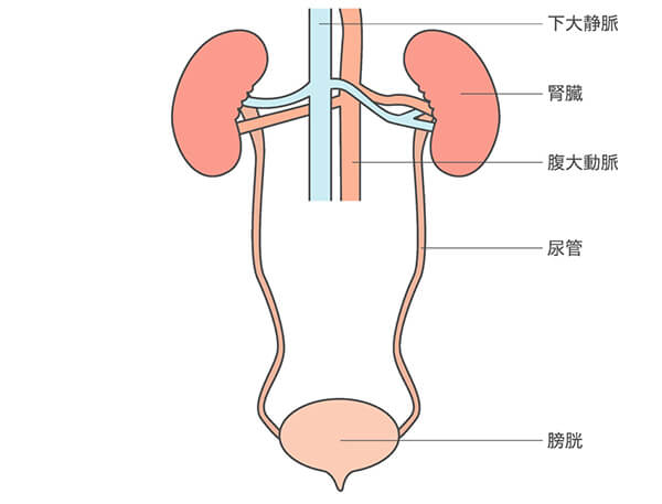 KUB 研究の結果を理解する