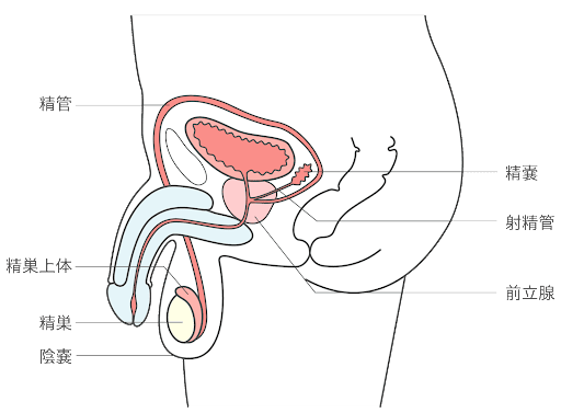 精巣がんに関するよくある質問