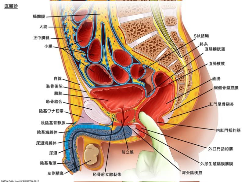 前立腺 